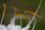 Spring spiderlily